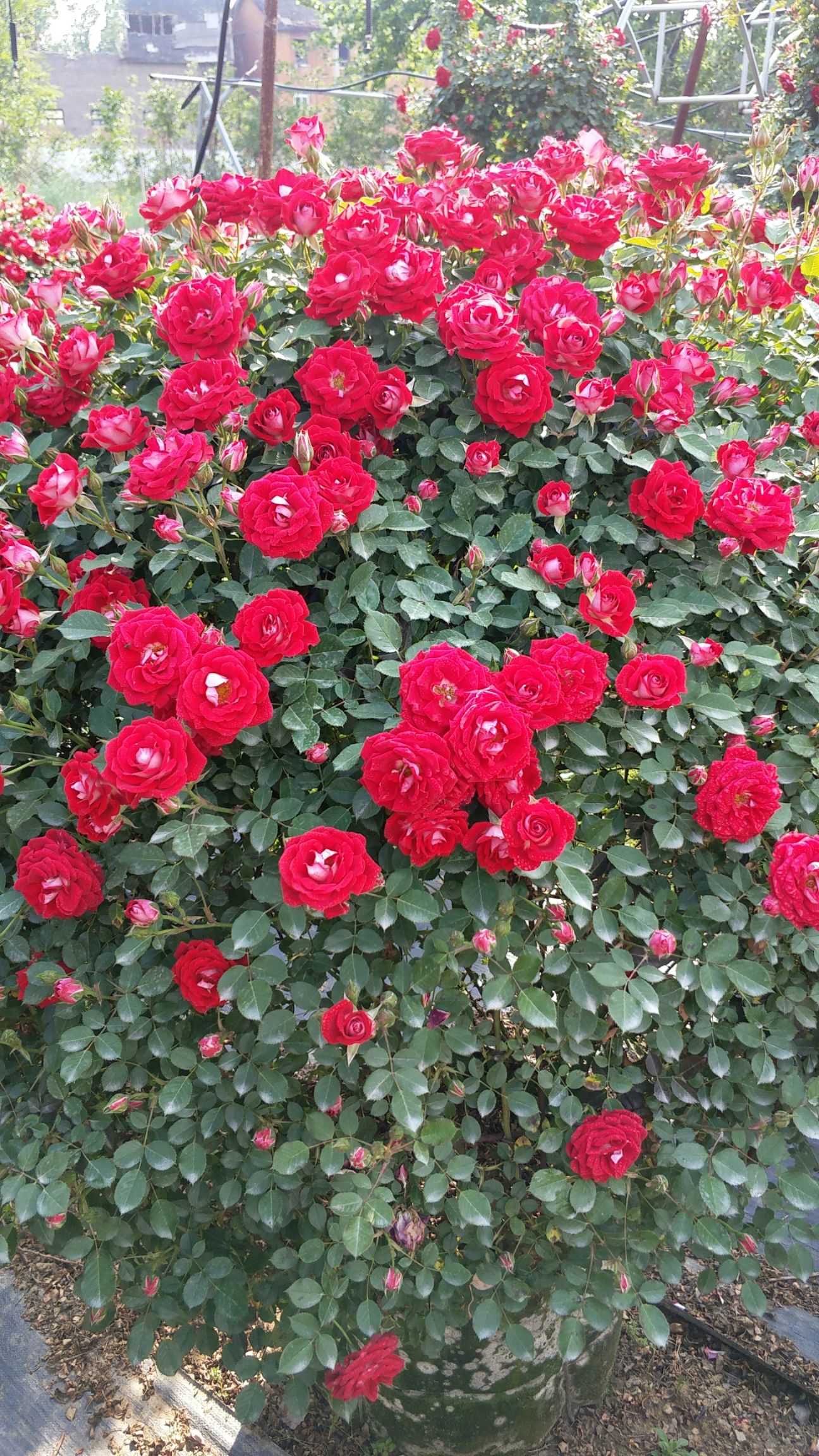  月季球 月季花球 造型月季 南阳月季种植基地直接供应