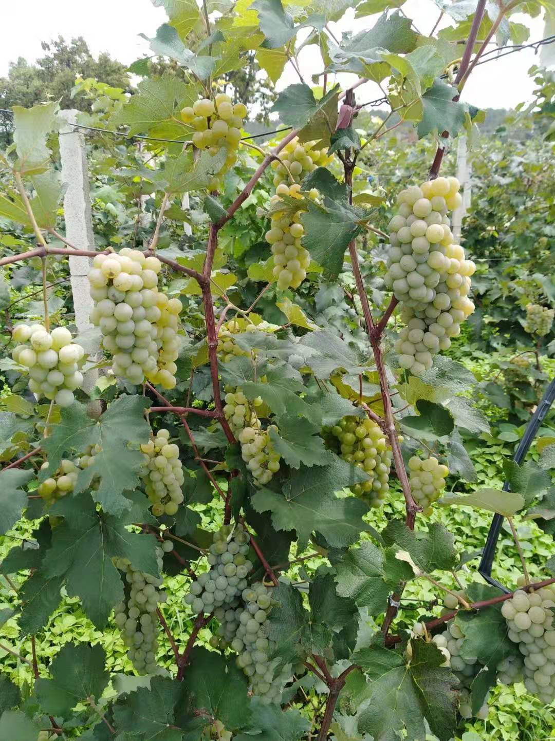 平地水晶葡萄  果实饱满，大提成形，金黄代粉，又香又甜。欢迎