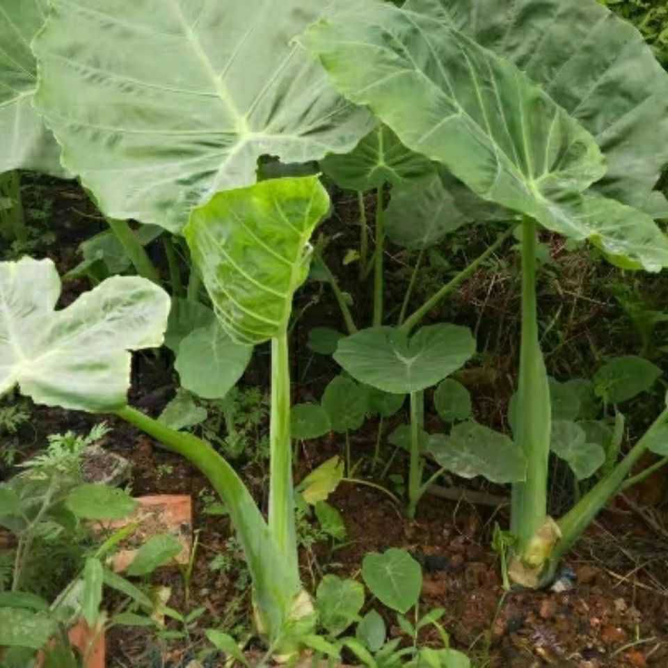 广芋  贵州新鲜白广菜苗现摘广菜牛瘪广菜芋懞芋荷菜带根盆栽广菜苗5颗