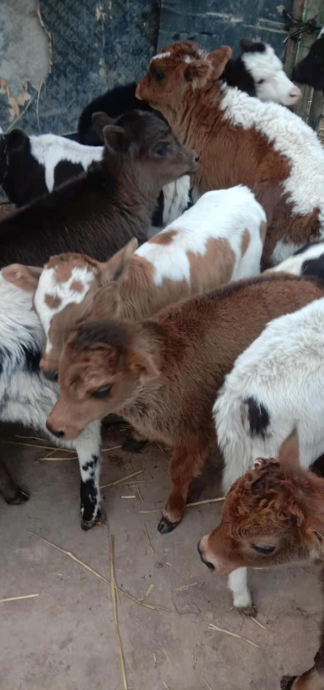 宕昌县杂交牛  小黄牛犊