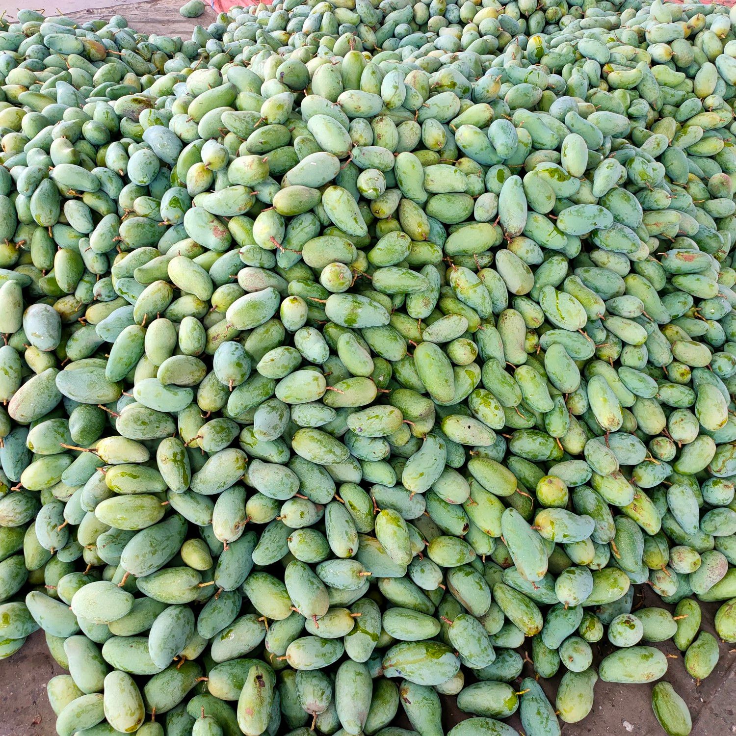 田东县桂七 贵妻芒果