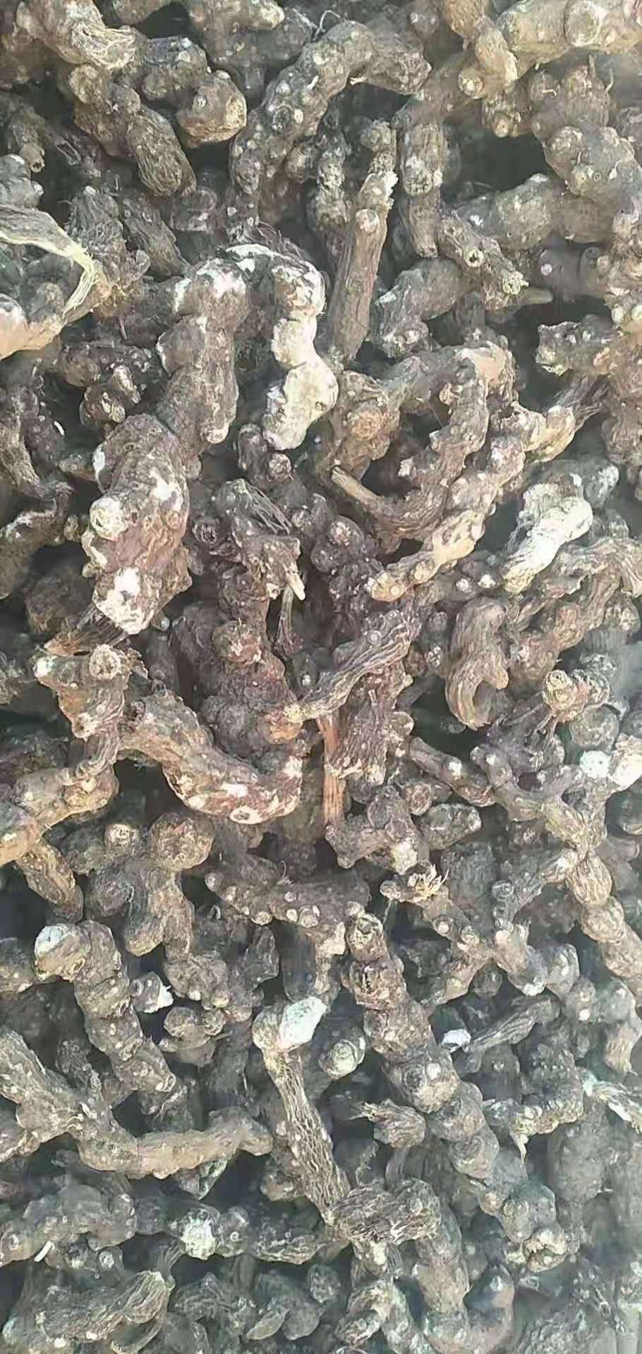  苍术。苍术