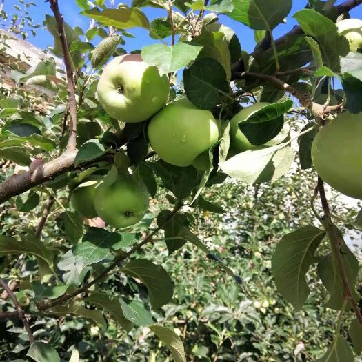 昭通 自家农种早苹果“青香蕉”已成熟，欢迎各位订购