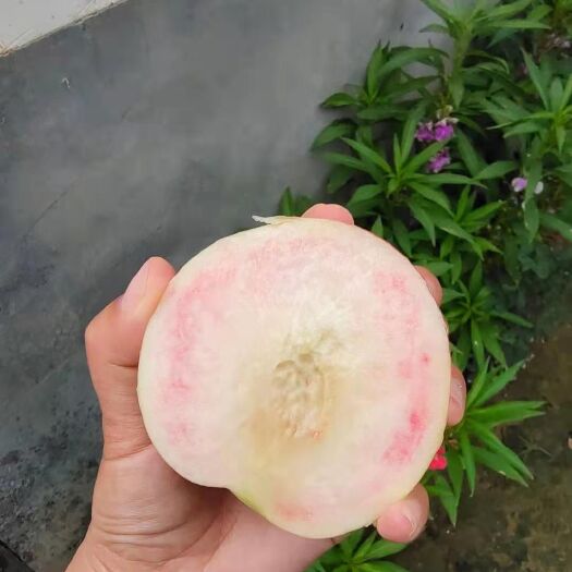 灵宝市红不软桃  水蜜桃红不软沙红