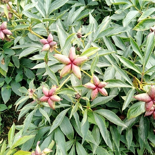 额尔古纳中药材赤芍 内蒙古自治区赤芍角