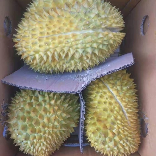 盐城金枕榴莲
