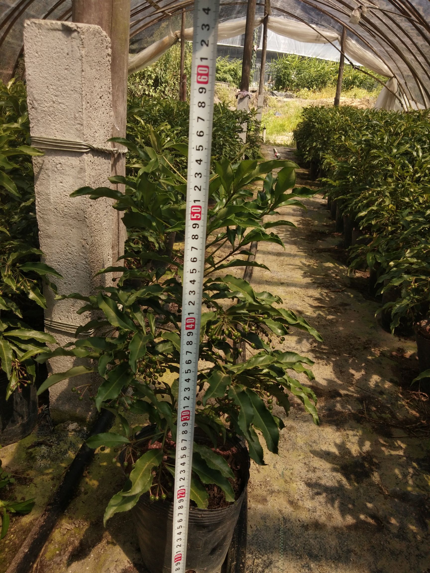富贵籽盆栽  自家花场18杯本地红富贵籽