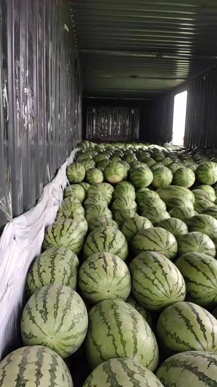金城5号西瓜 金城五号西瓜