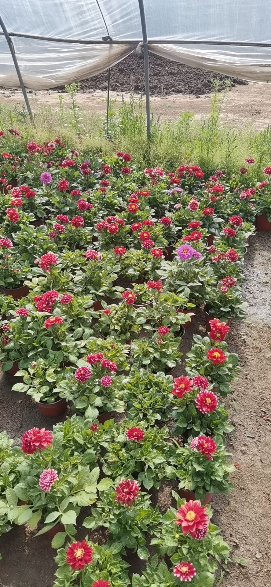 季节草花，量大价优