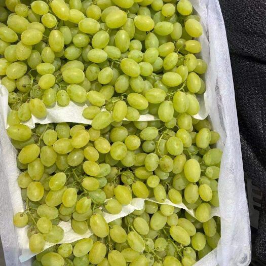 邯郸 精品维多利亚葡萄  基地直销 量大从优