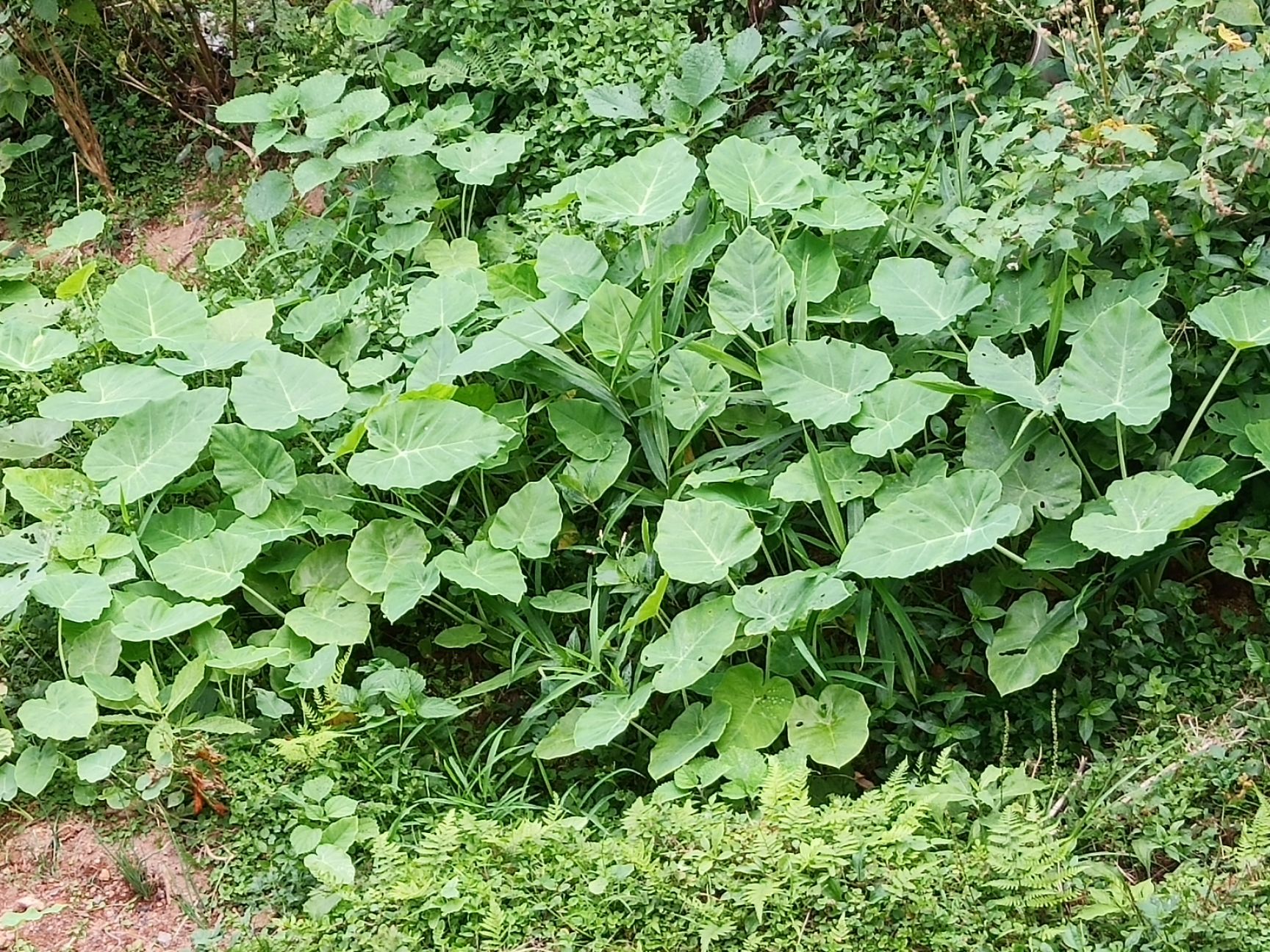 广芋  贵州新鲜白广菜苗现摘广菜牛瘪广菜芋懞芋荷菜带根盆栽广菜苗5颗
