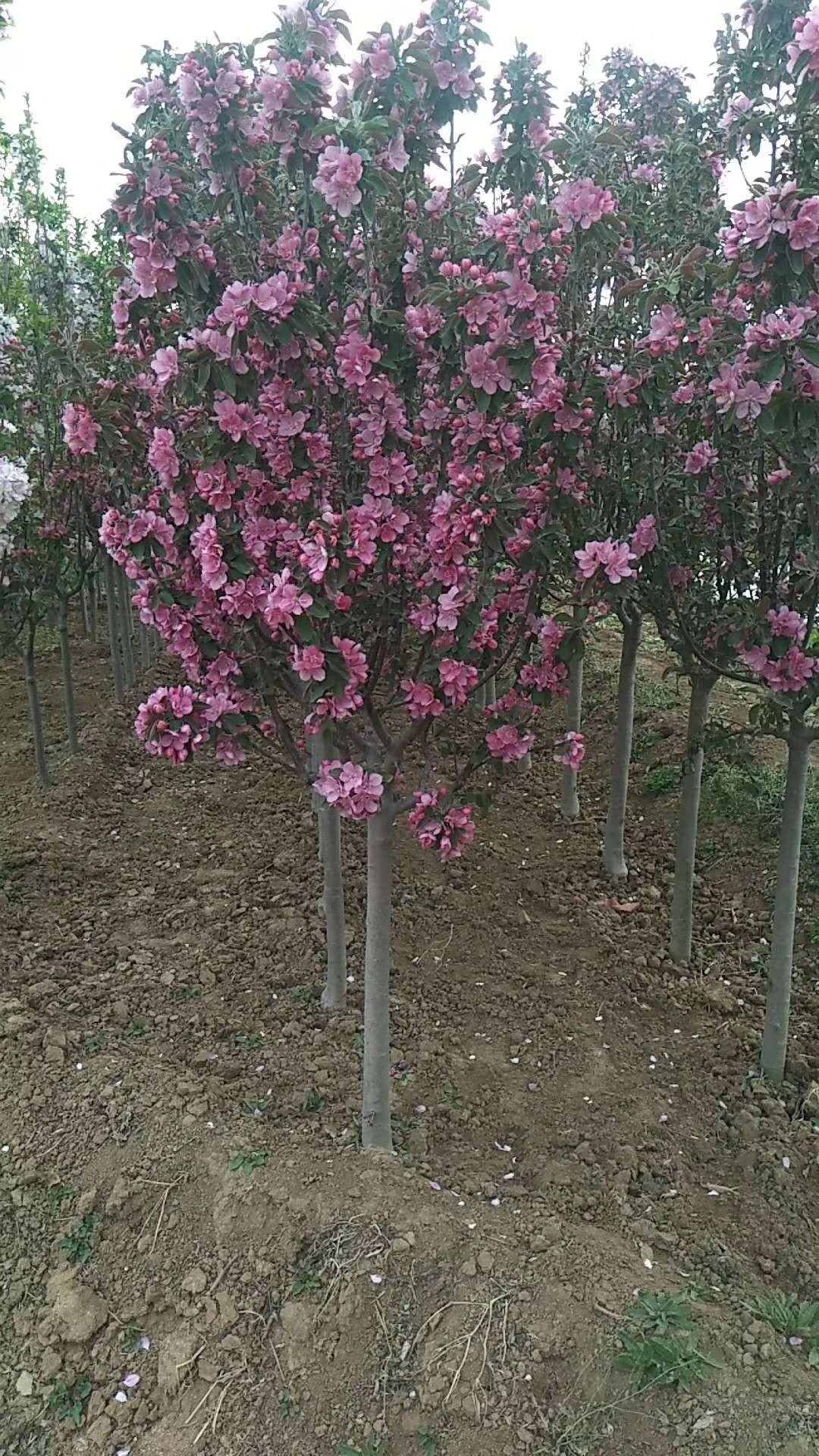 北美海棠6公分8公分北美海棠10公分13公分绚丽海棠