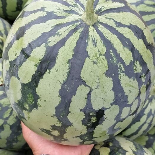 东台市无籽美都西瓜，精品美都西瓜，产地直销，