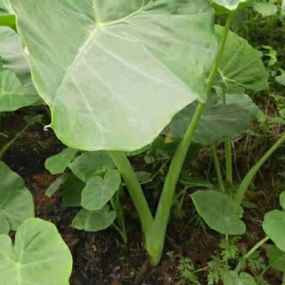 广芋  贵州新鲜白广菜苗现摘广菜牛瘪广菜芋懞芋荷菜带根盆栽广菜苗5颗