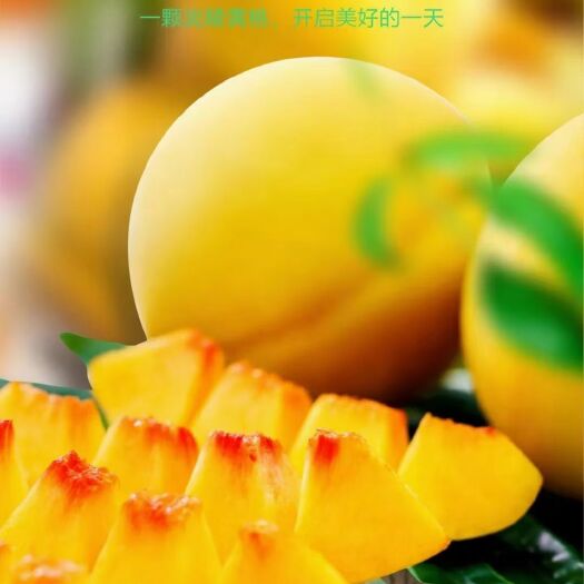 炎陵县 自家正宗炎陵黄桃
