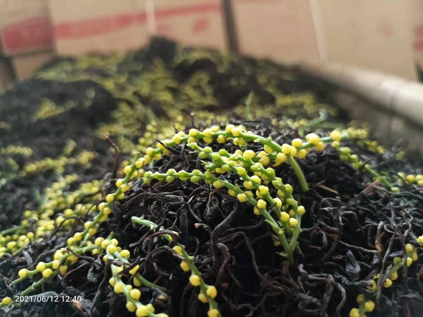 祁门红茶  精品珠兰祁红