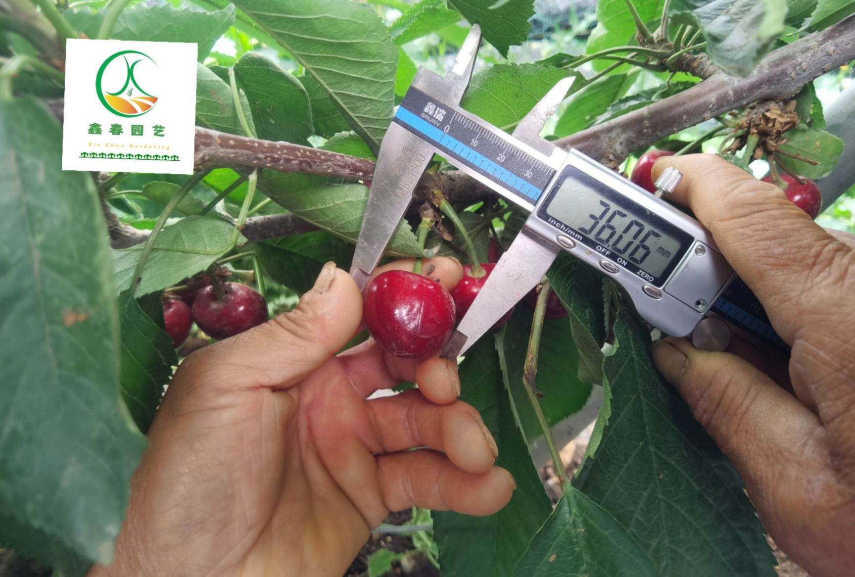 吉塞拉樱桃苗  吉塞拉砧木一根棍大樱桃，美植袋育苗，成活率高