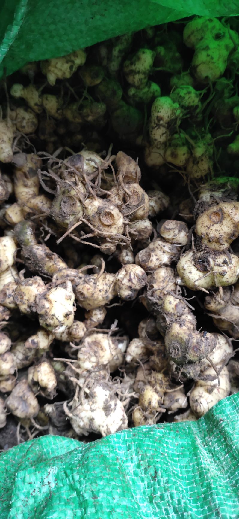  黄精多花黄精茎块芽头、黄精种苗