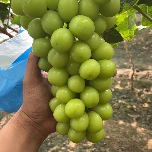 饶阳县河北大量阳光玫瑰上市