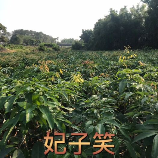 灵山县荔枝苗 嫁接苗 容器苗 