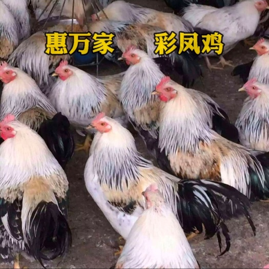 南宁彩凤鸡苗  瘦肉率高 肉质脆嫩 抗病力强 运输包存.活