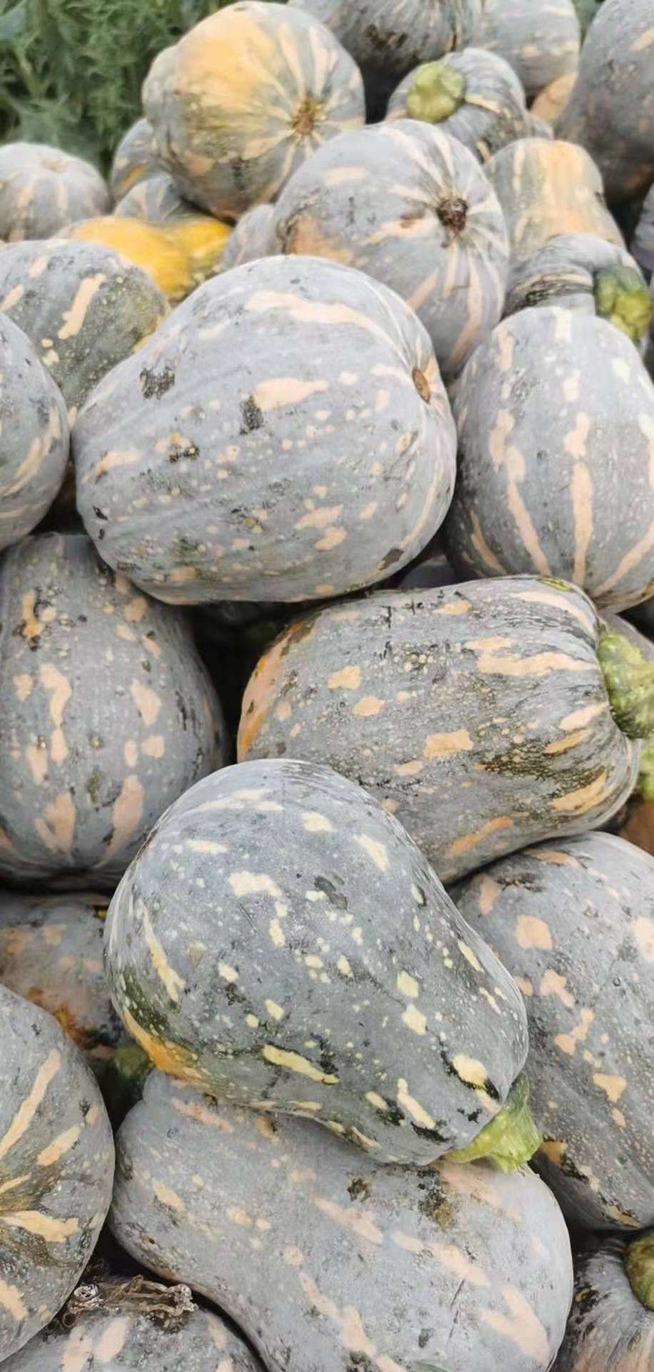 金香泰国癞可丽南瓜  南瓜