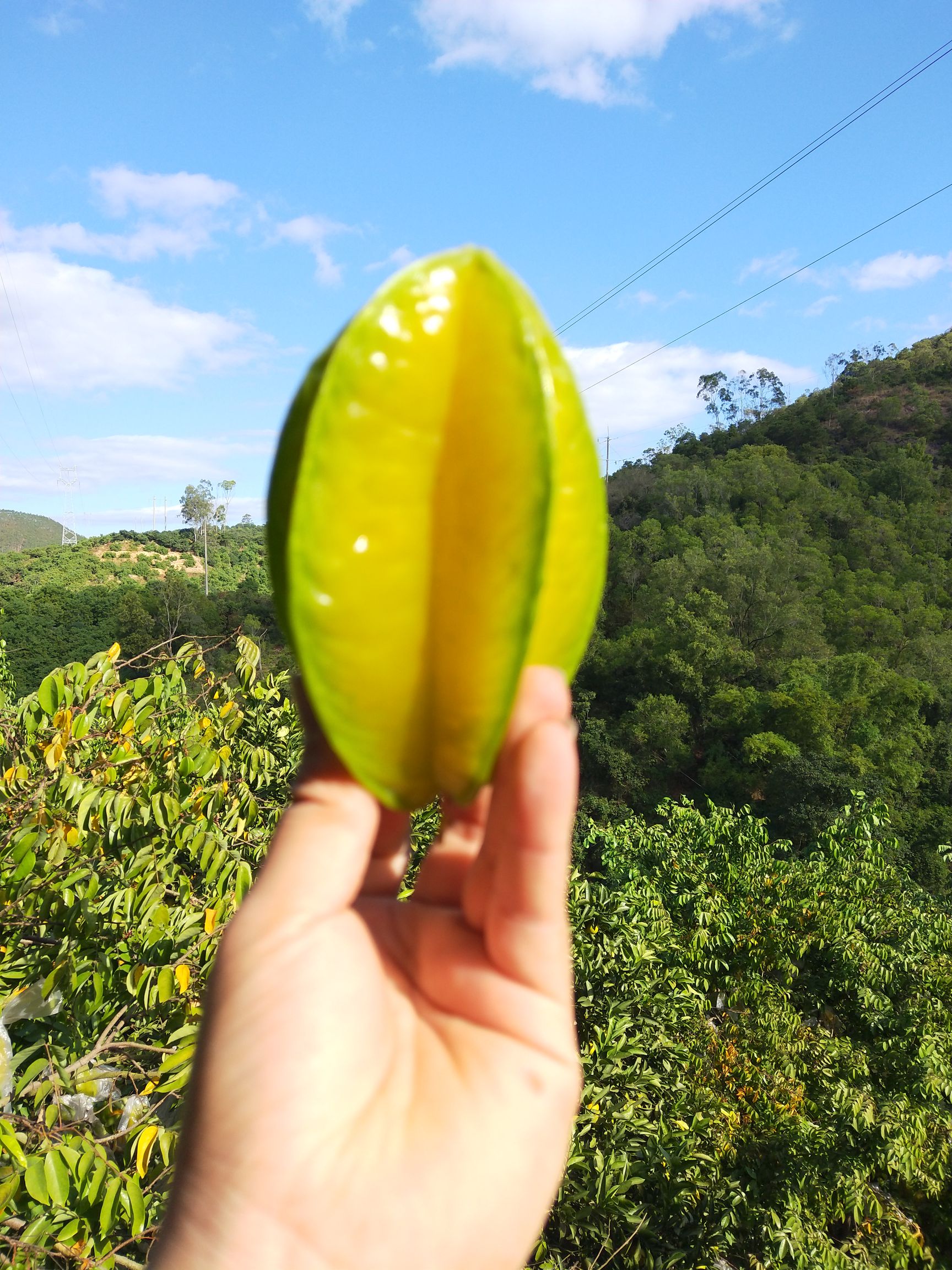 香蜜杨桃  福建下河杨桃，釆摘树上自然成熟清甜多汁，产地直发