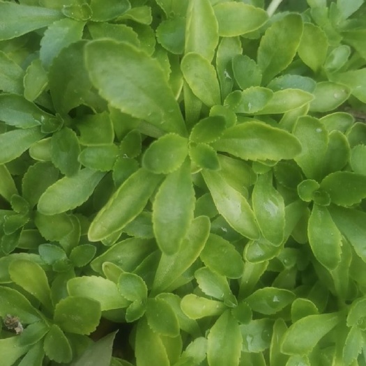 周口救心菜 养心菜