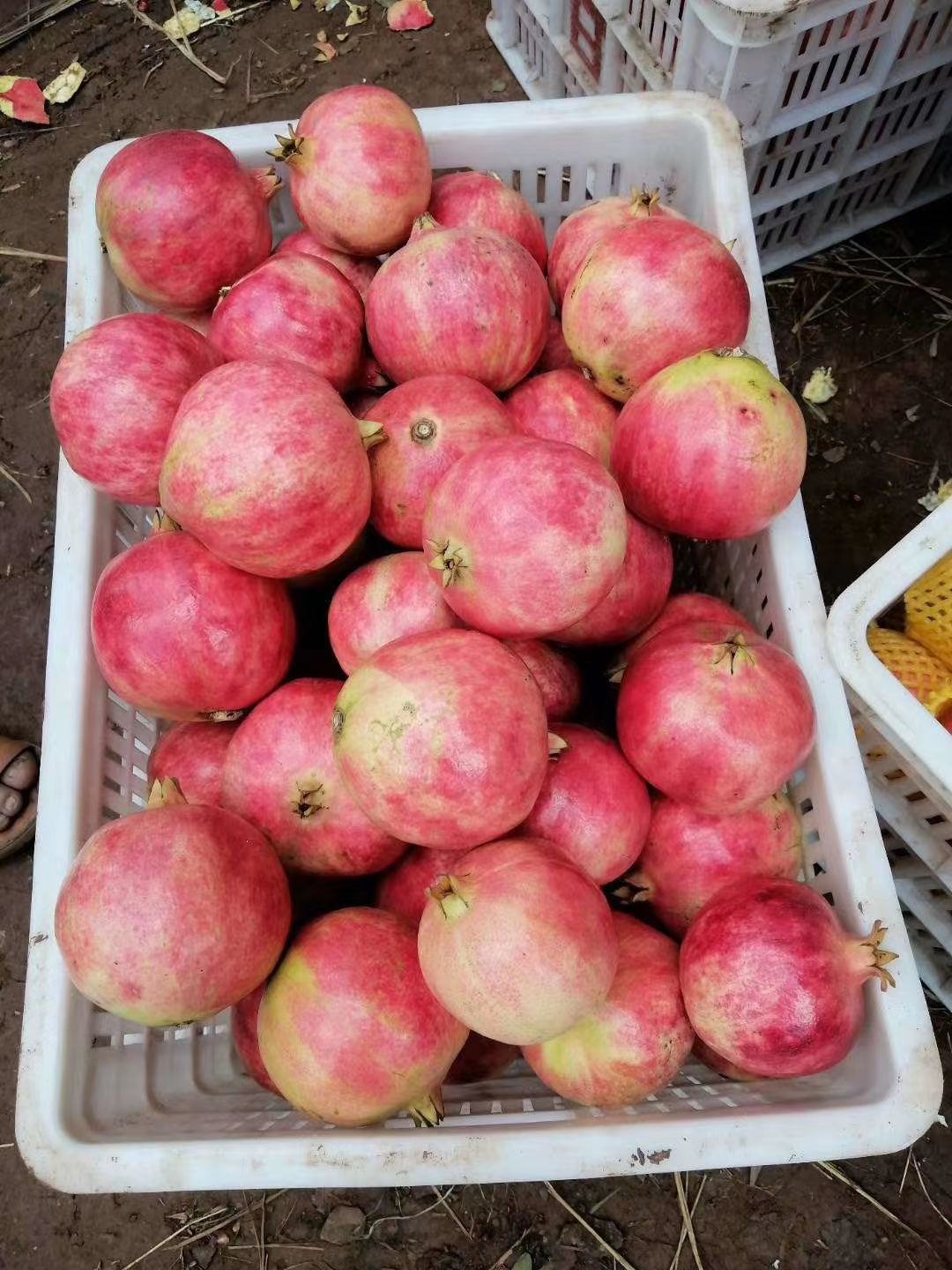  突尼斯软籽石榴