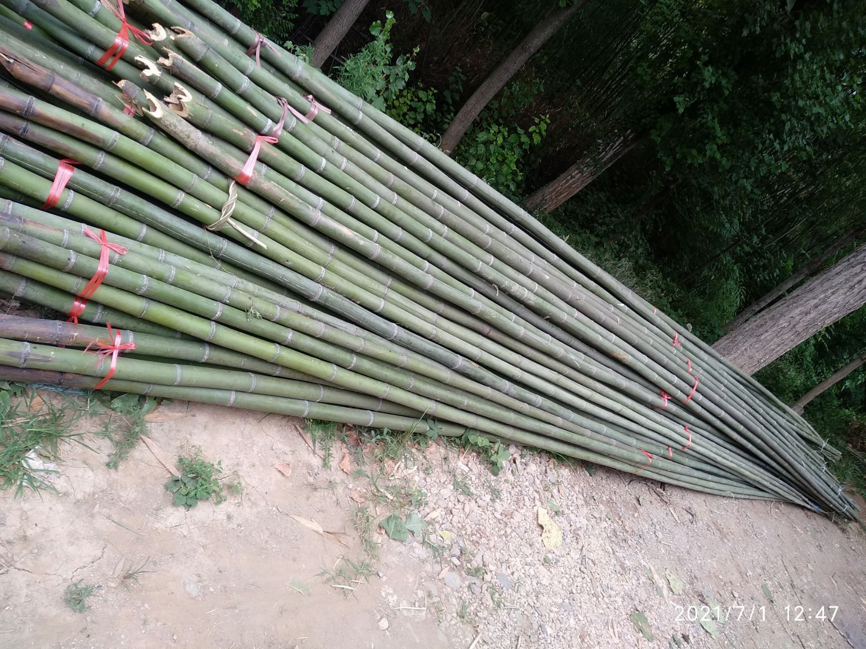 竹片，小拱棚，