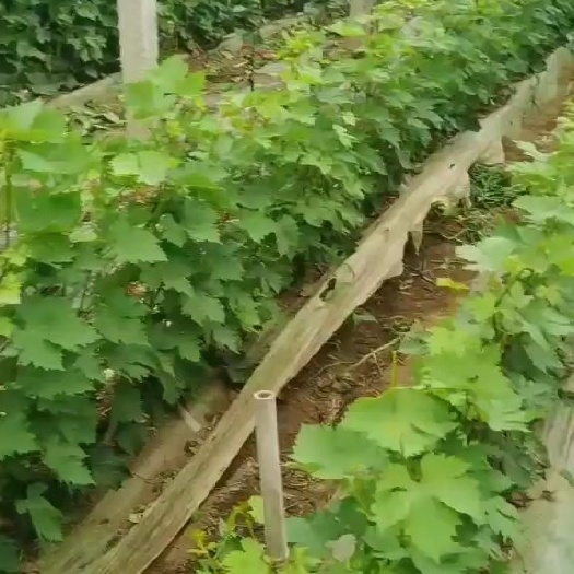 兴城市红玫瑰葡萄苗  中国红玫瑰嫁接苗全国邮寄，鲜苗发送。死了包赔