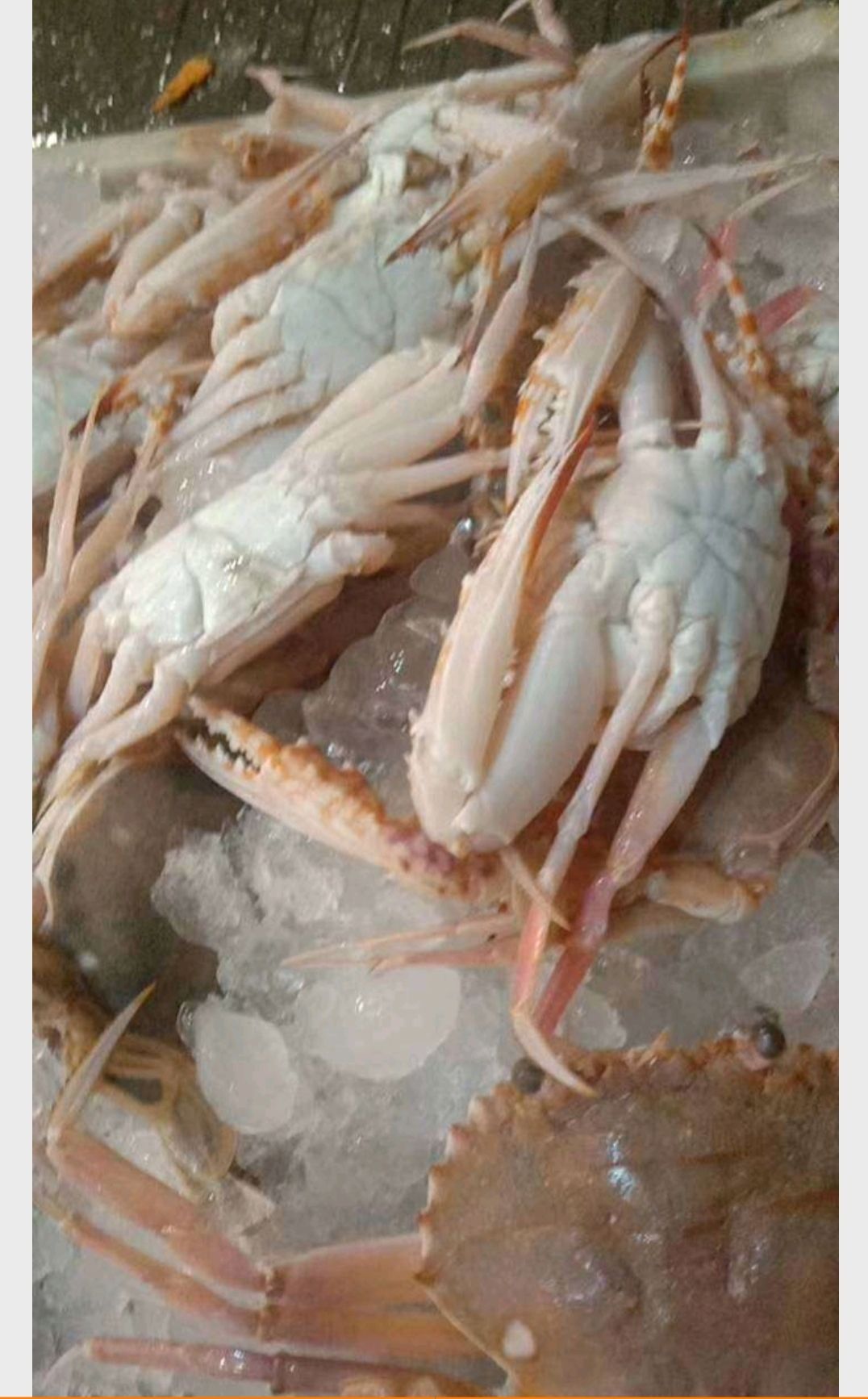 远海梭子蟹  红毛蟹，肉蟹，石英蟹，冰鲜红蟹