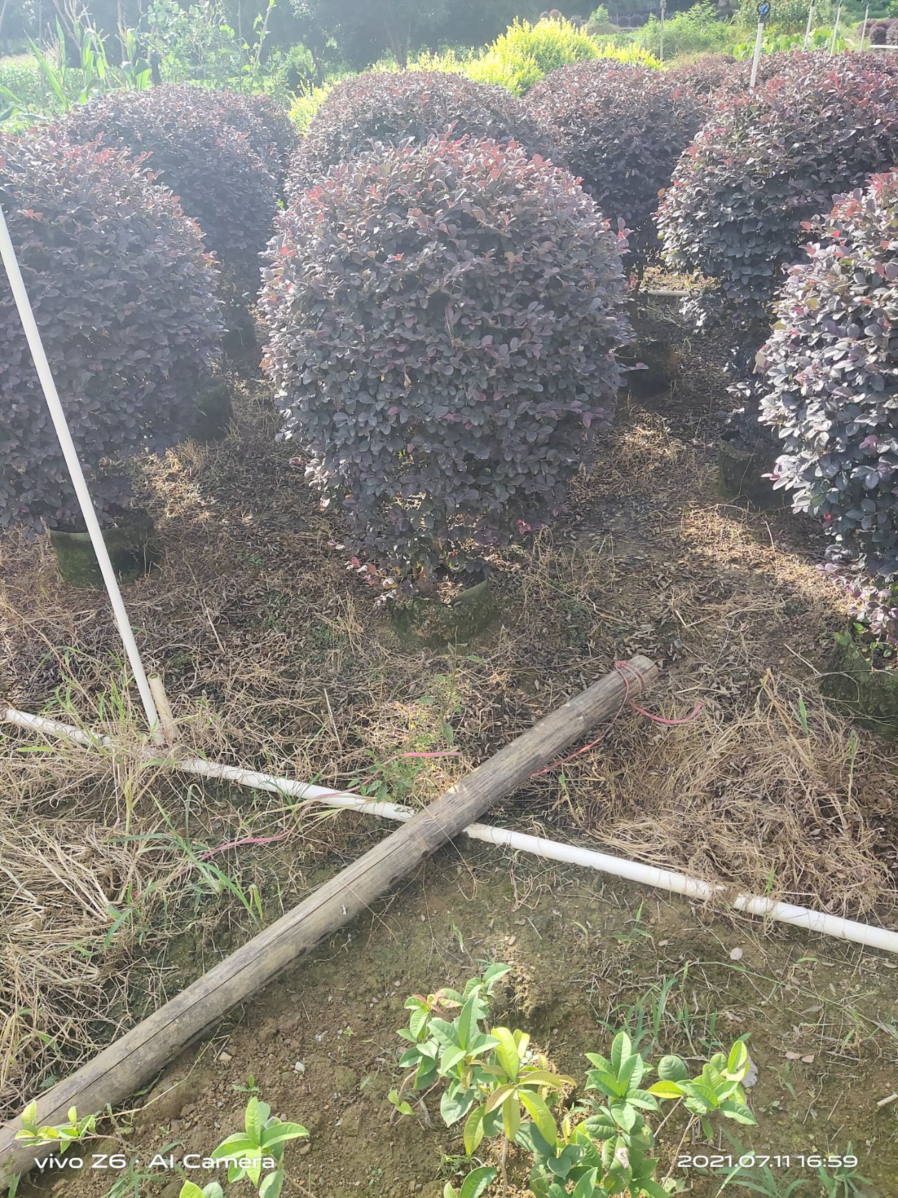 黑珍珠红继木  精品红继木球