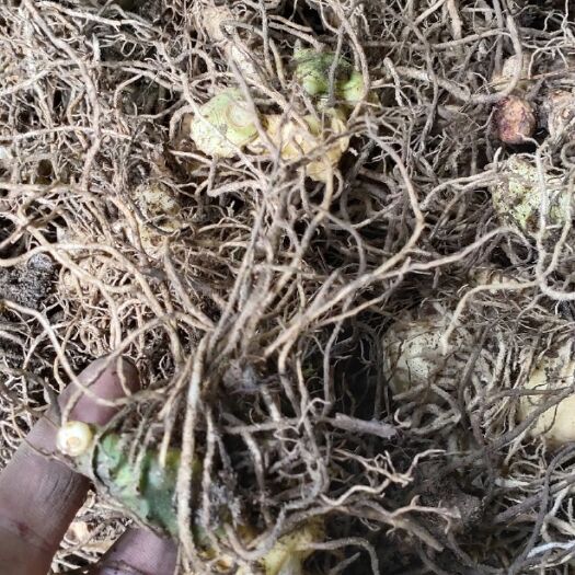 凤凰县 黄精多花黄精茎块芽头、黄精种苗