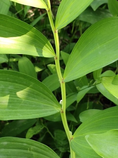 关玉竹 玉竹鲜品六十万斤出售。