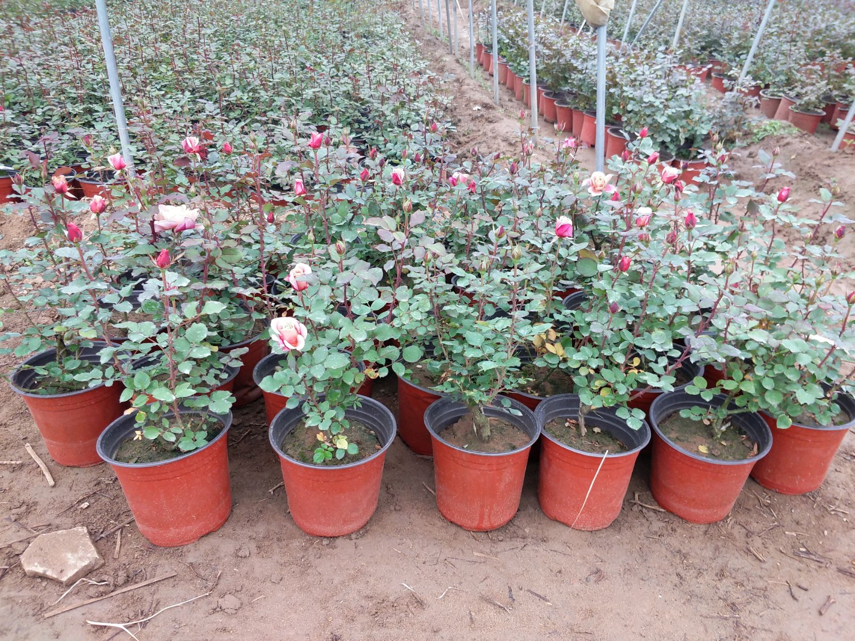 月季盆花 大花月季 丰花月季 地被月季 营养钵月季 月季批发
