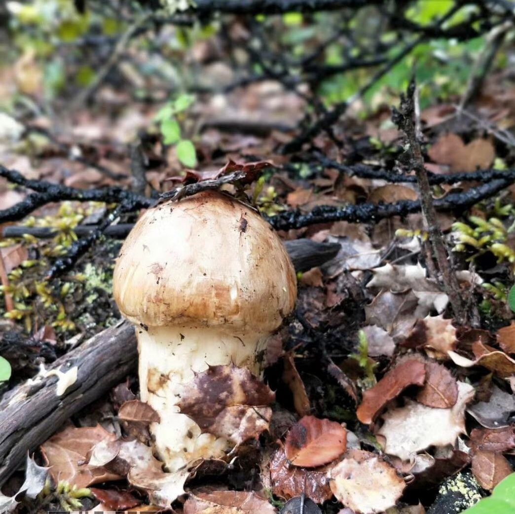 西藏林芝新鲜松茸 1000g每件 一件代发 欢迎洽谈
