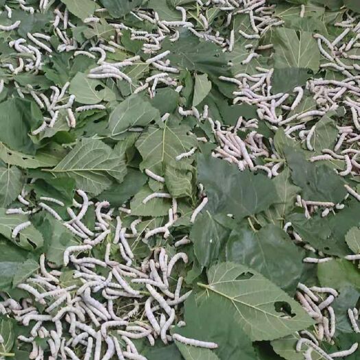 南京 蚕茧  30一斤