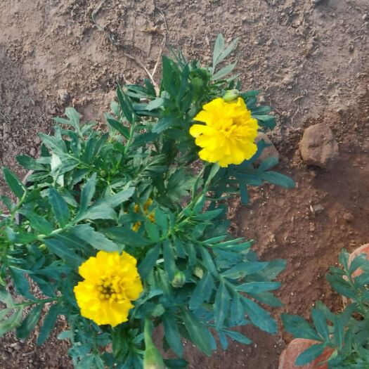 郯城县季节草花，量大价优