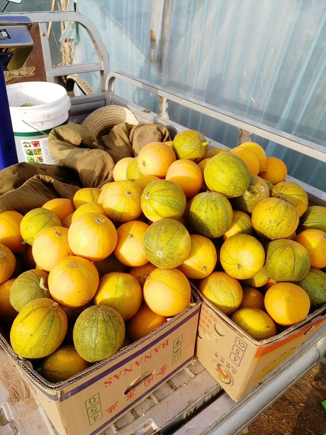 长香玉  磴口华莱士哈密瓜代购代采