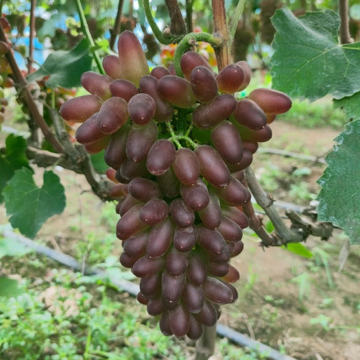 平邑县 玫瑰香葡萄