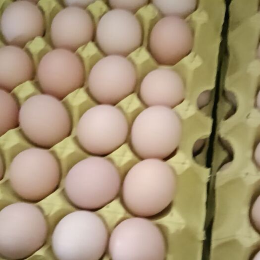 霍邱县粉壳蛋 食用 箱装 