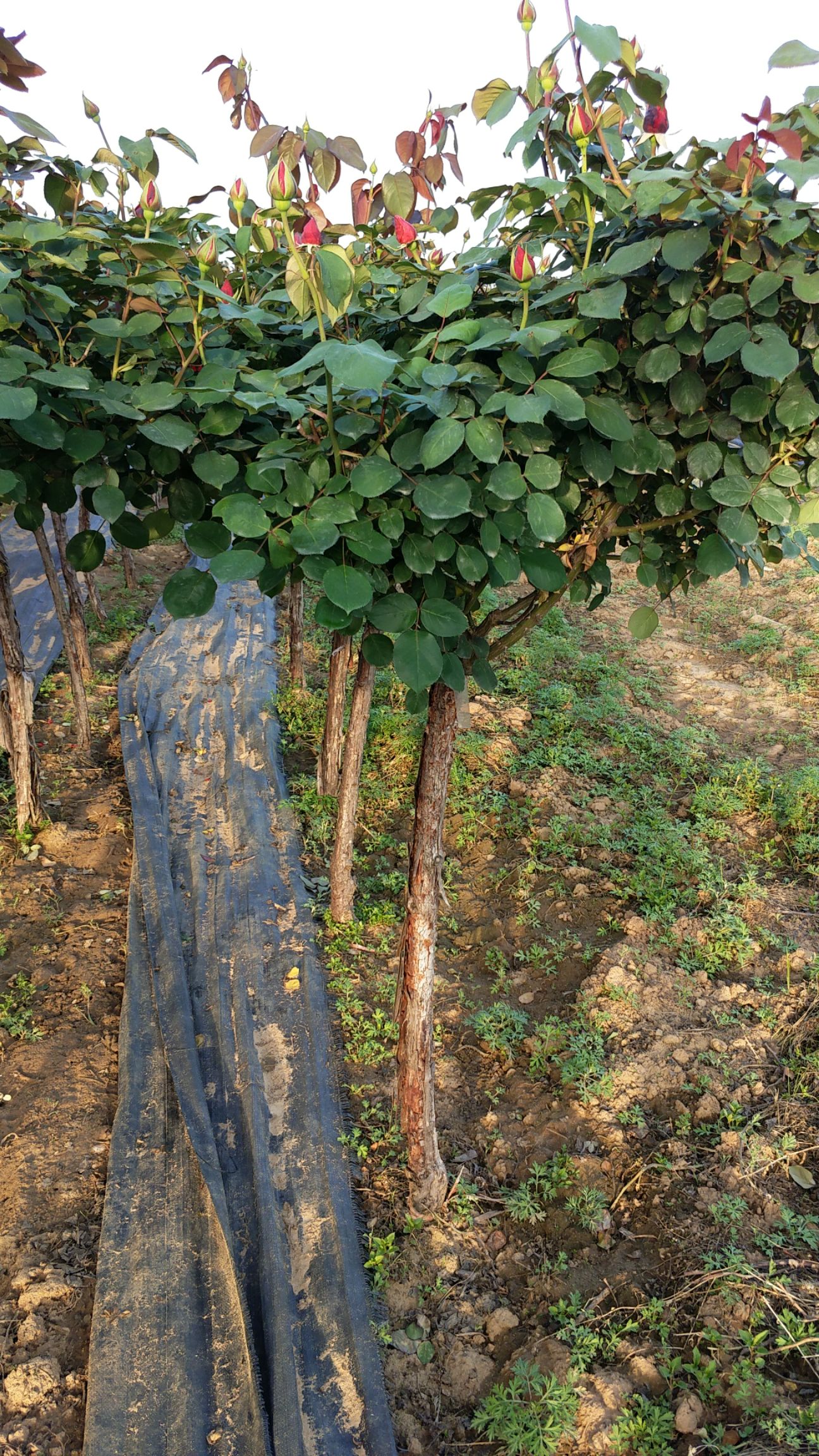  4公分高杆月季 月季树 树状月季 月季树批发 南阳月季树基地