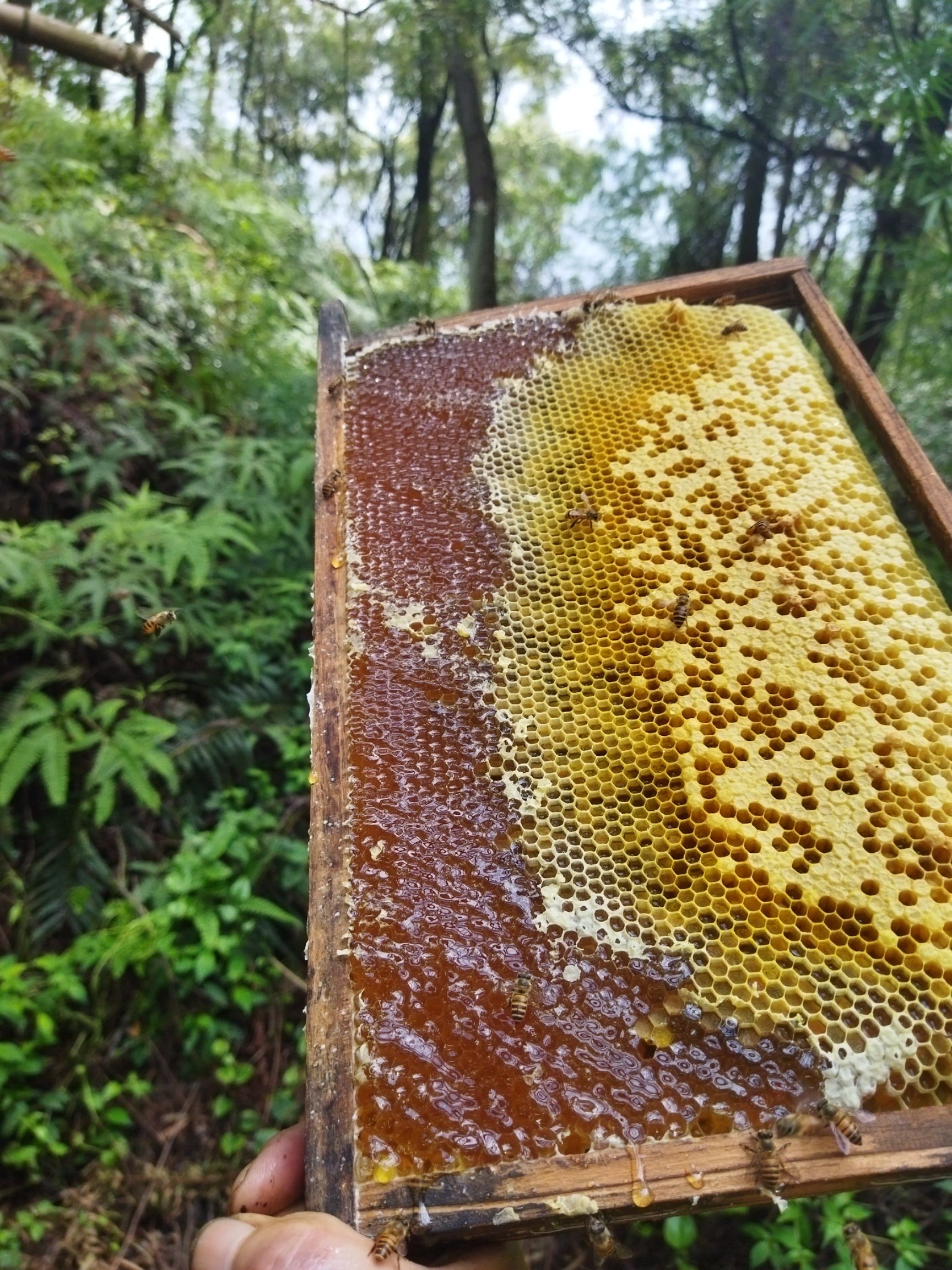 龙眼蜜  土蜂蜜纯蜂蜜