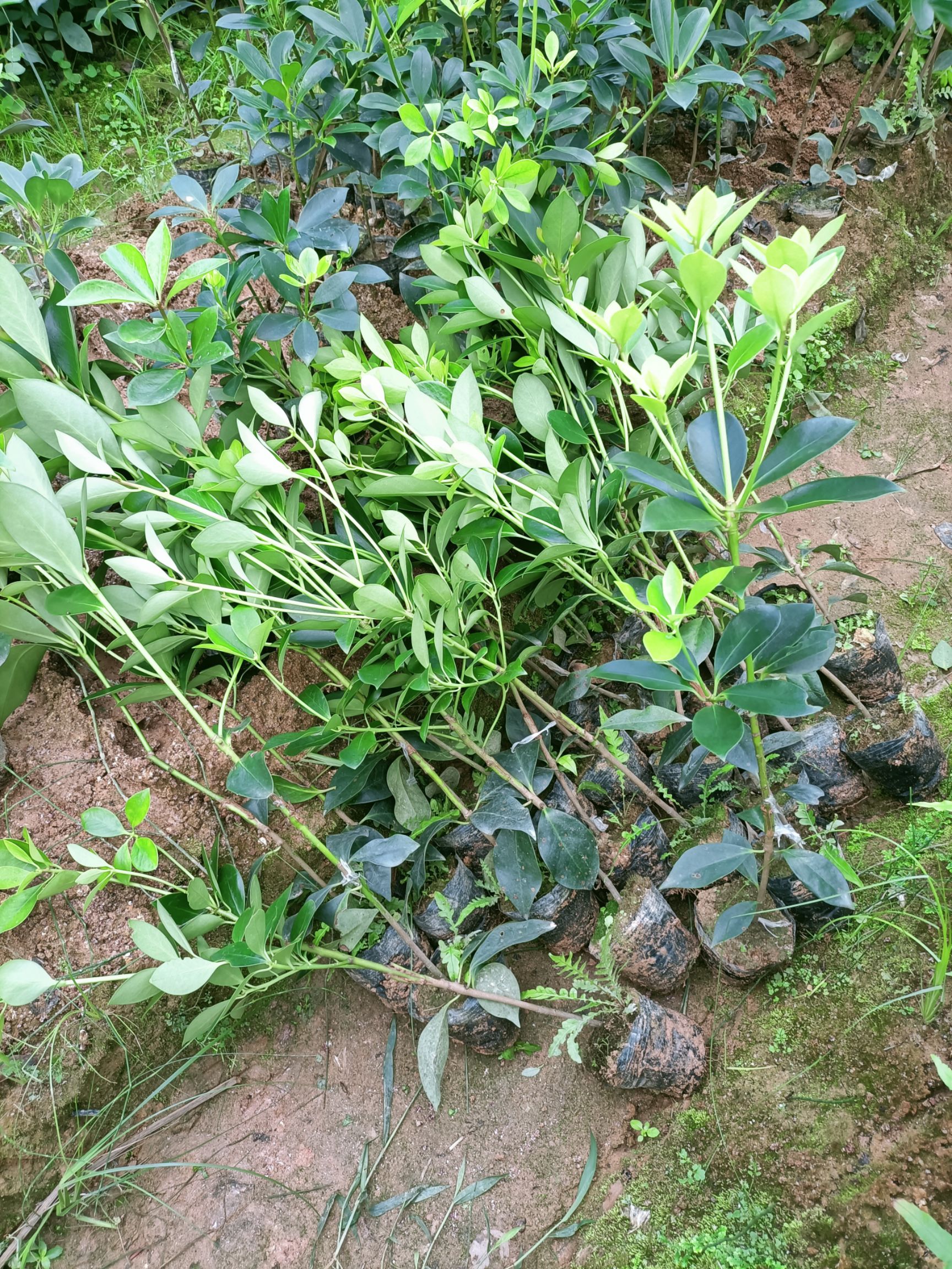 八角树 古龙镇大红八角嫁接苗