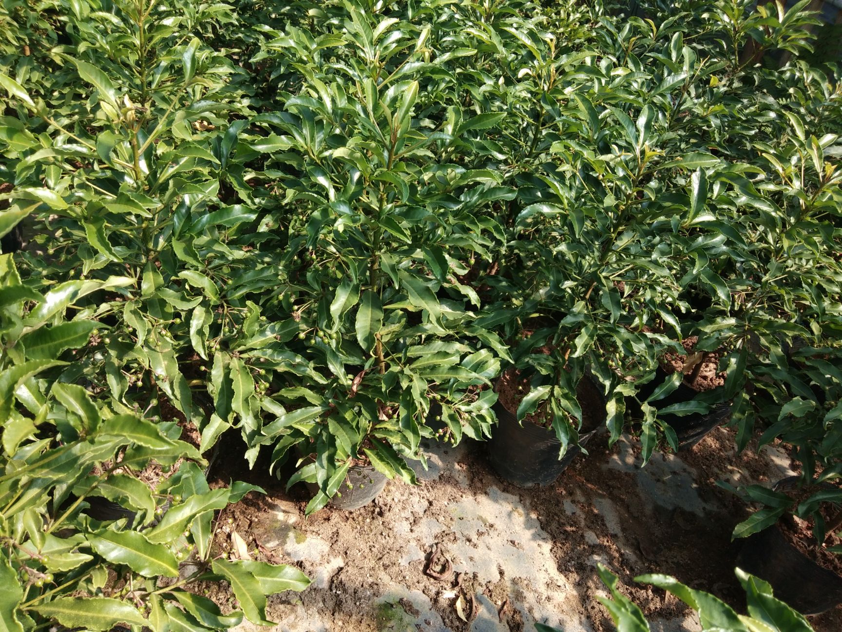富贵籽盆栽  自家花场18杯本地红富贵籽