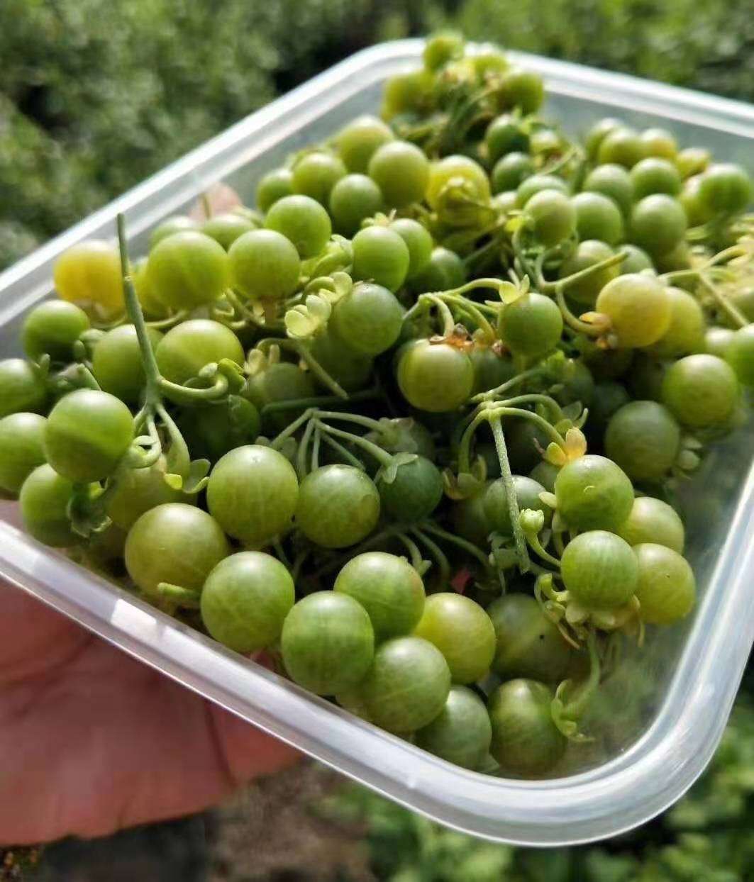  龙葵(也叫悠悠，天天，星星)，是很好的中药材