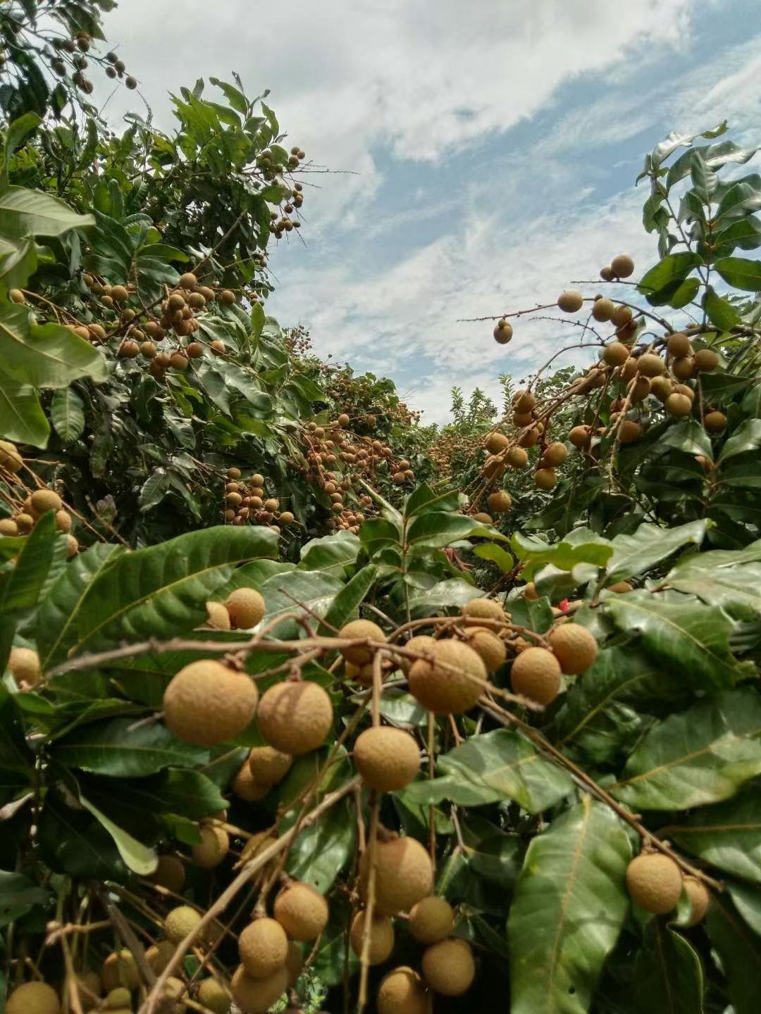 龙眼“古山二号”，已经上市，物美价廉，欢迎各位老板