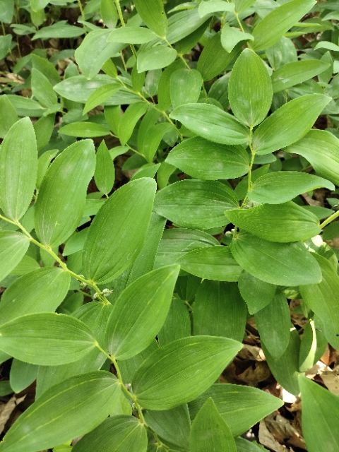 关玉竹 玉竹鲜品六十万斤出售。