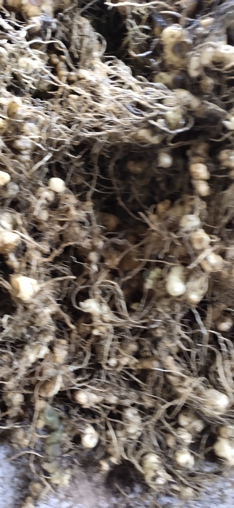  黄精多花黄精茎块芽头、黄精种苗